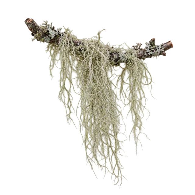 Long pale green strands of lichen hanging beneath a short weathered branch