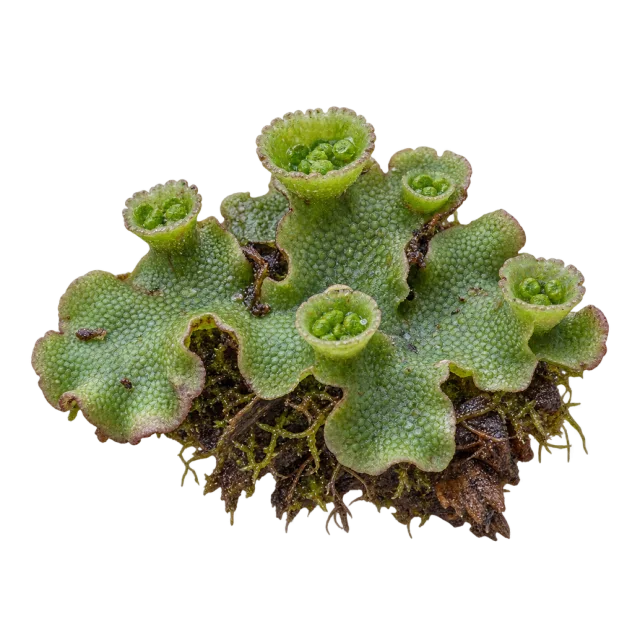 A low green plant mat with broad lobed surfaces and raised cup-shaped structures