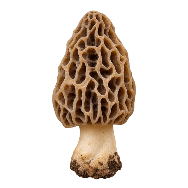 A single brown mushroom with a deeply ridged honeycomb-like cap and a pale stem
