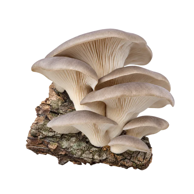 Layered gray-beige fan-shaped mushrooms growing from a short piece of wood