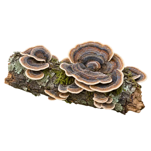 Overlapping fan-shaped fungi with concentric brown, gray and cream bands on bark