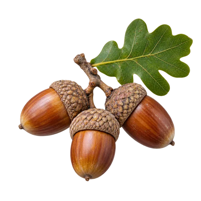 Brown acorns with textured caps beside a green oak leaf on a transparent background