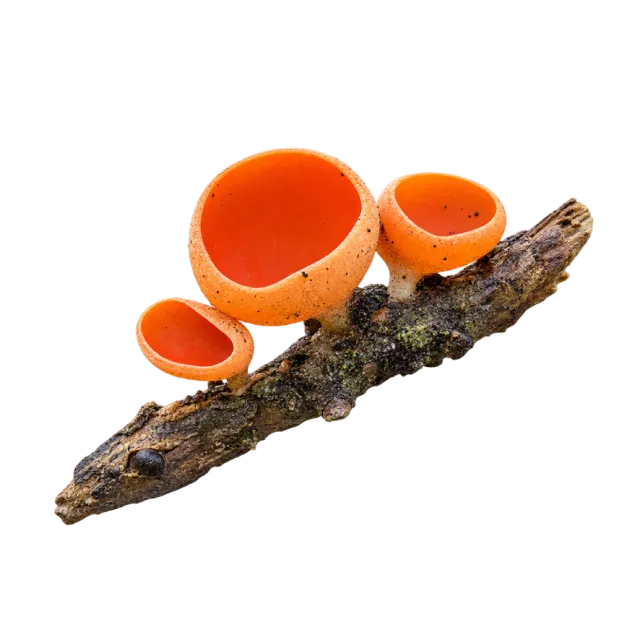 Small vivid orange cup-shaped fungi growing along a dark twig
