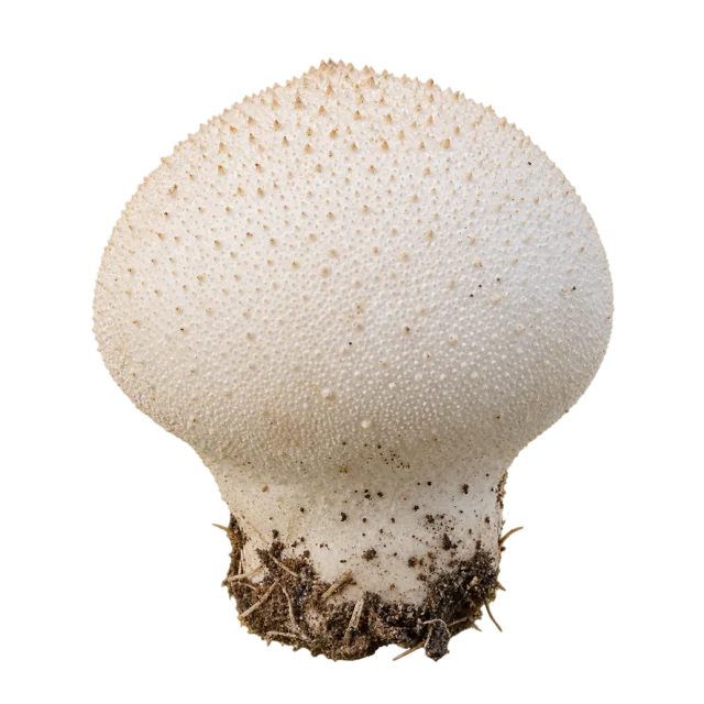 A round white mushroom with a finely textured surface and a short earthy base