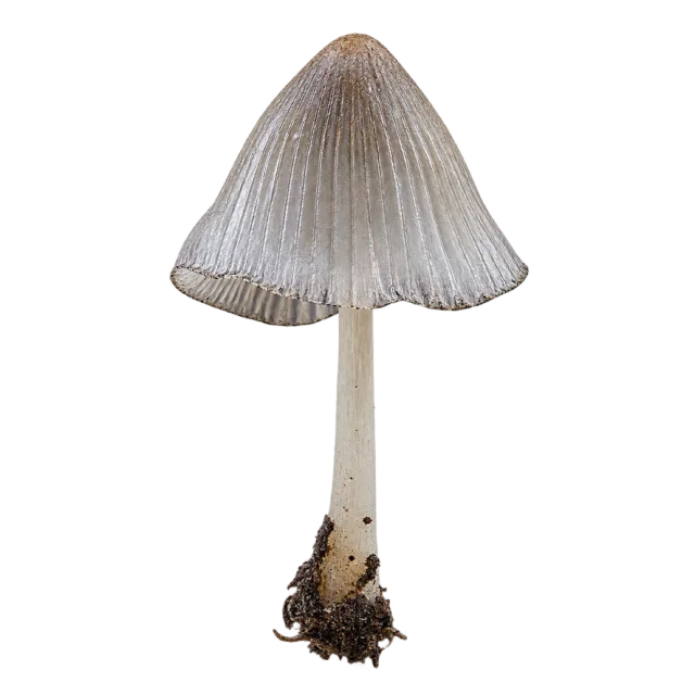 A slender mushroom with a pointed gray cap, fine radial lines and a long pale stem