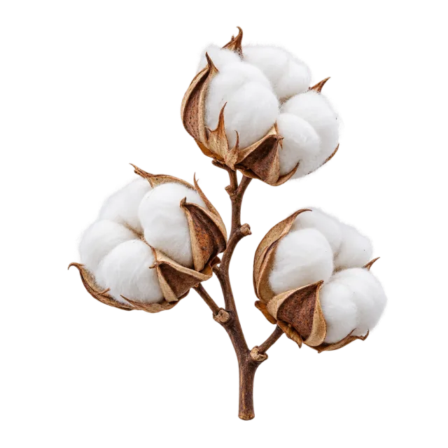 A brown cotton branch with fluffy white bolls held in dried pointed husks
