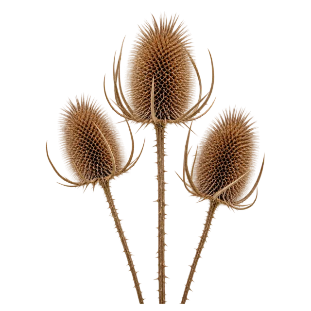 Three brown oval seed heads with fine spines on slender dried stems