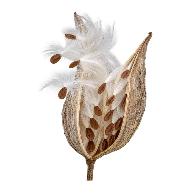 An open brown seed pod with layered seeds and wispy white fibers drifting from it