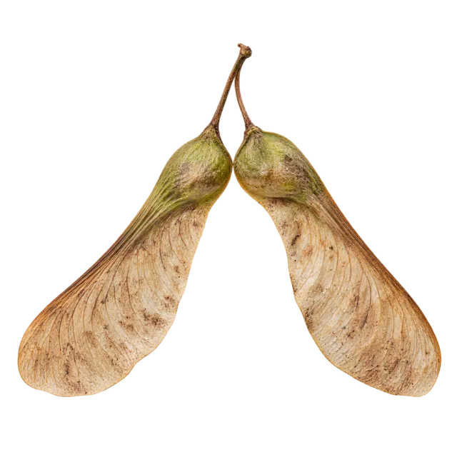 Two tan winged seeds joined at their green-brown bases