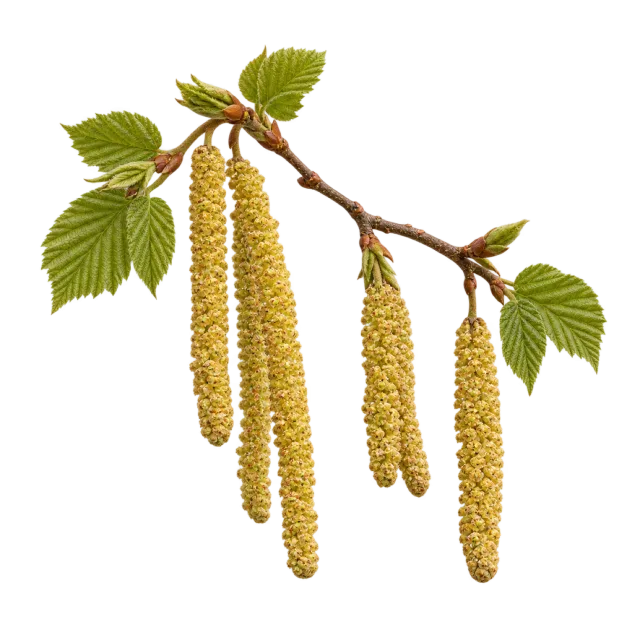 A branch with fresh green leaves and long dangling yellow catkins