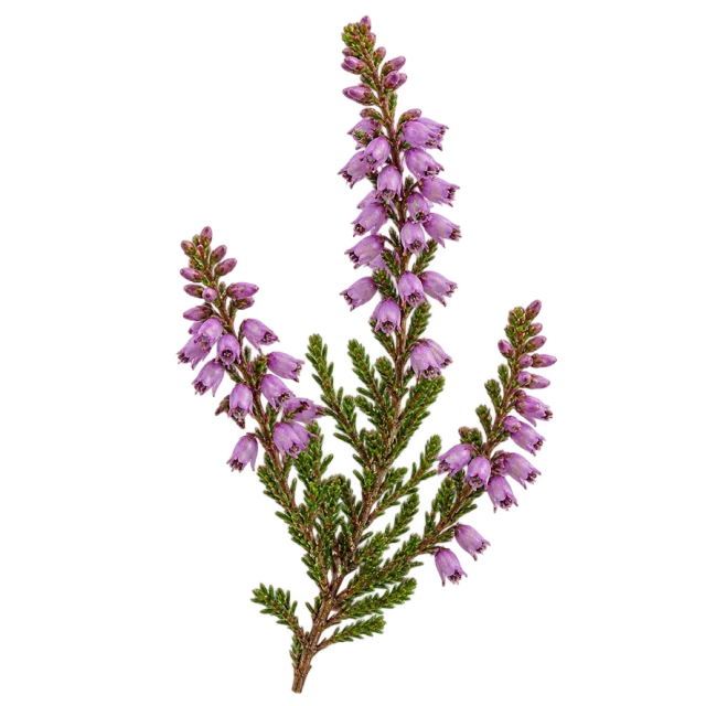 Slender green sprigs covered with small purple-pink blossoms