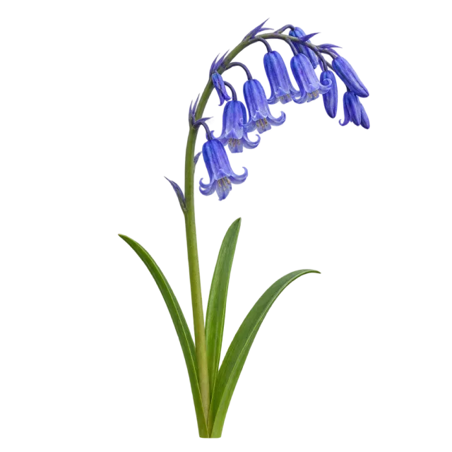 An arching stem of blue bell-shaped flowers above long green leaves