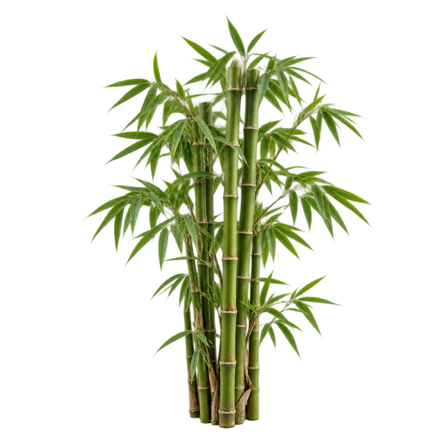 Cluster of upright bamboo stalks with slender green leaves on a transparent background