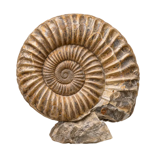 A tan spiral fossil with closely spaced raised ribs and a rough outer edge