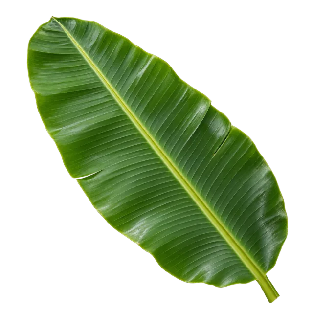 Broad green banana leaf with a prominent central vein and gently torn edges on a transparent background