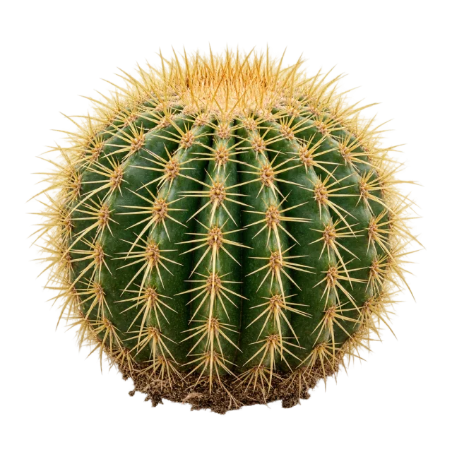Round ribbed green cactus covered with long golden spines on a transparent background