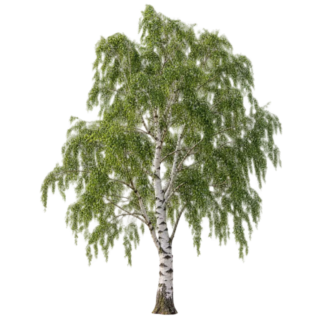 Slender birch tree with pale patterned bark and hanging green foliage on a transparent background