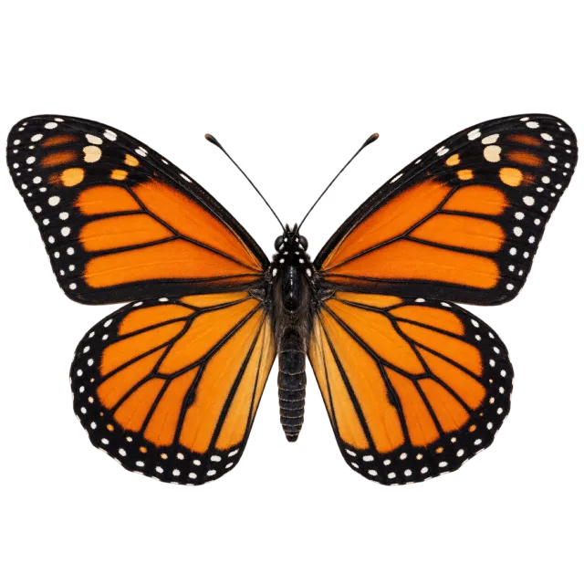Orange butterfly with spread wings, black veins and white-spotted edges on a transparent background