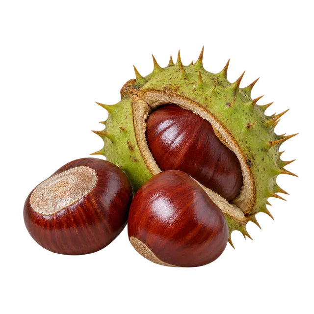 Glossy brown chestnuts beside an open green spiky husk on a transparent background