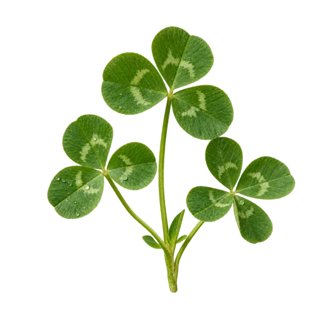 Green clover sprig with rounded leaflets and pale markings on a transparent background