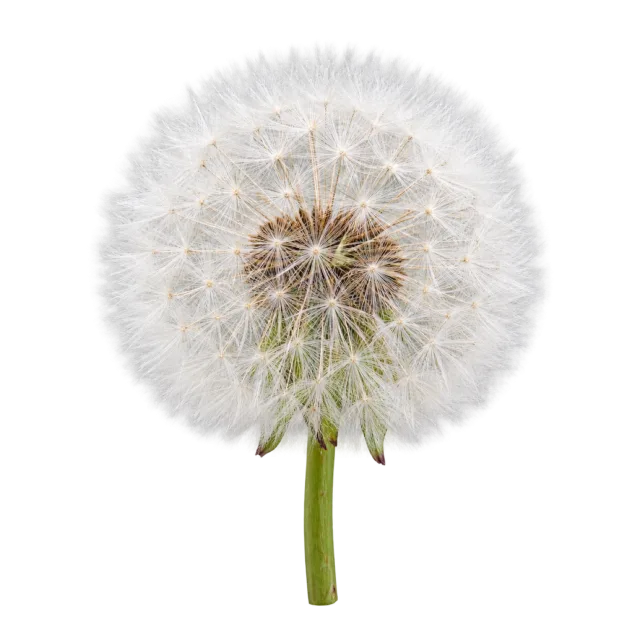 Round white dandelion seed head with delicate radiating seeds on a green stem on a transparent background