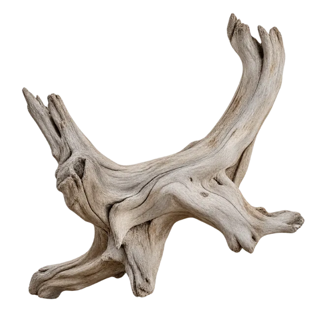 Pale weathered driftwood with curved branches and exposed wood grain on a transparent background