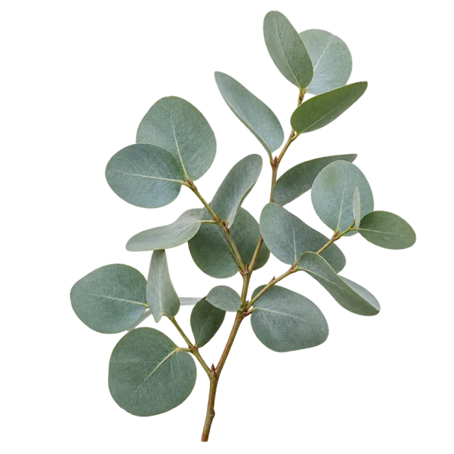 Eucalyptus branch with rounded muted green leaves along slender stems on a transparent background
