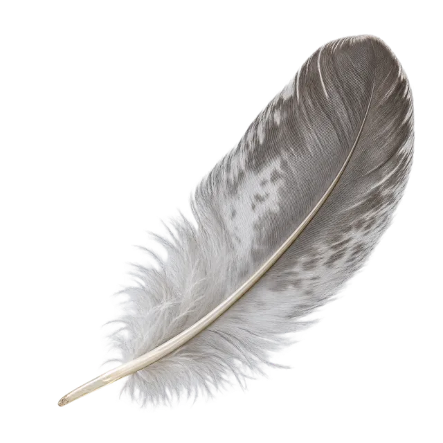 Gray feather with fine soft barbs and a pale central shaft on a transparent background