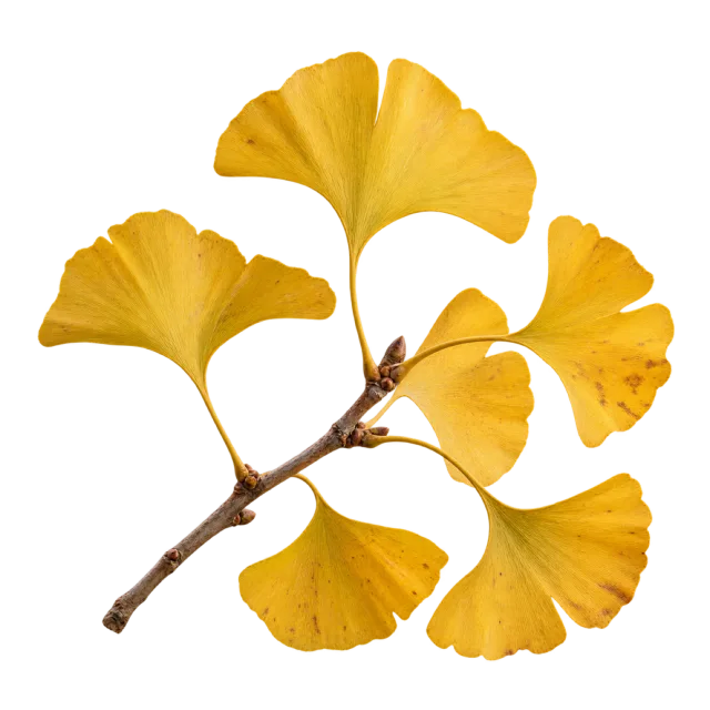 Slender branch carrying golden yellow fan-shaped ginkgo leaves on a transparent background