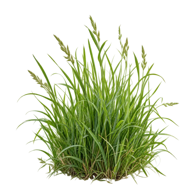 Dense tuft of upright green grass blades with a small earthy base on a transparent background