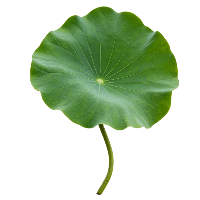 Large rounded green lotus leaf with radiating veins and a curved stem on a transparent background