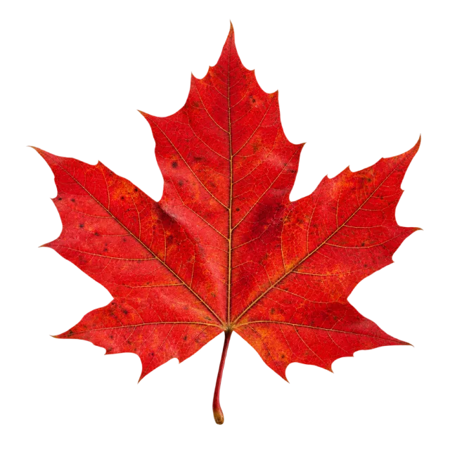 Single red maple leaf with pointed lobes and visible branching veins on a transparent background