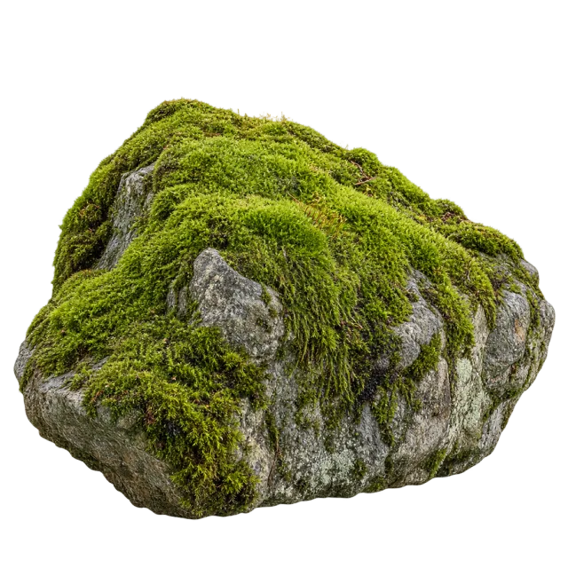 Irregular gray rock covered with thick bright green moss on a transparent background