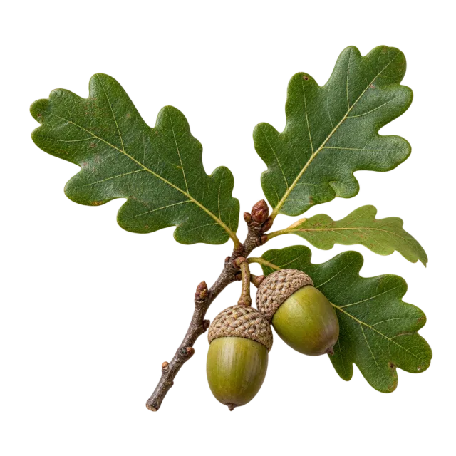 Oak twig with lobed green leaves and hanging acorns on a transparent background