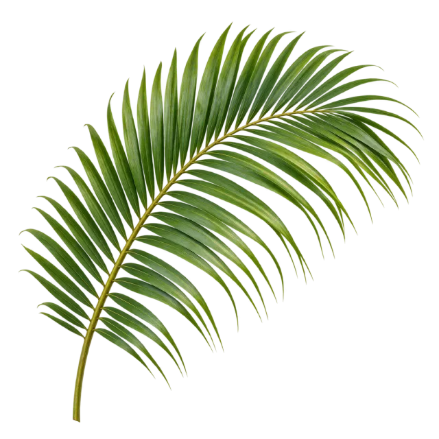 Long curved palm frond with many narrow green leaflets on a transparent background