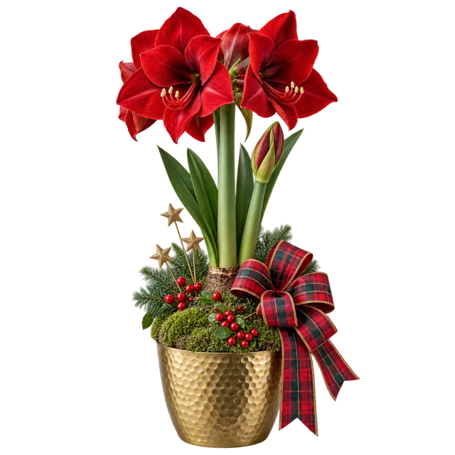 Red amaryllis flowers in a gold-colored pot with greenery, berries and a tartan bow