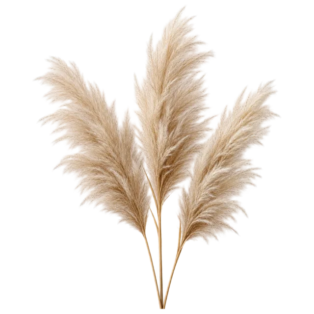 Several feathery beige pampas grass plumes on slender stems on a transparent background