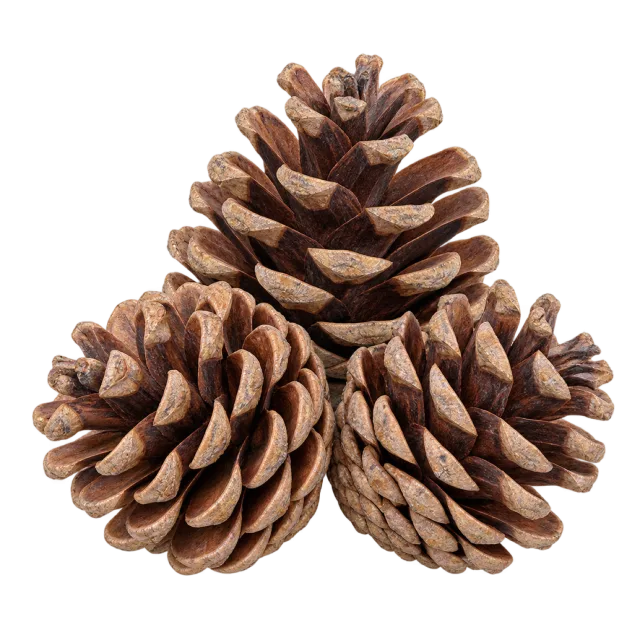 Three brown pinecones with open layered woody scales on a transparent background