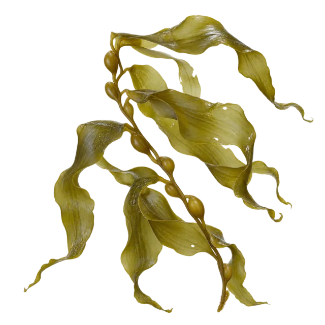 Cluster of curling olive green seaweed ribbons with wavy edges on a transparent background