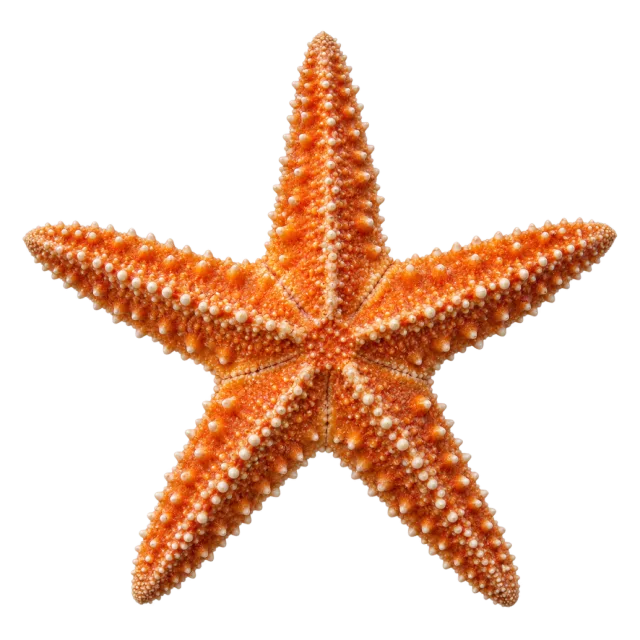 Orange five-armed starfish with a raised dotted surface on a transparent background