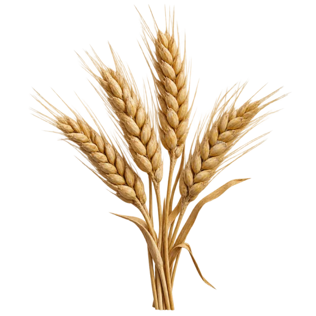 Bundle of golden wheat heads with long fine awns and slender stems on a transparent background