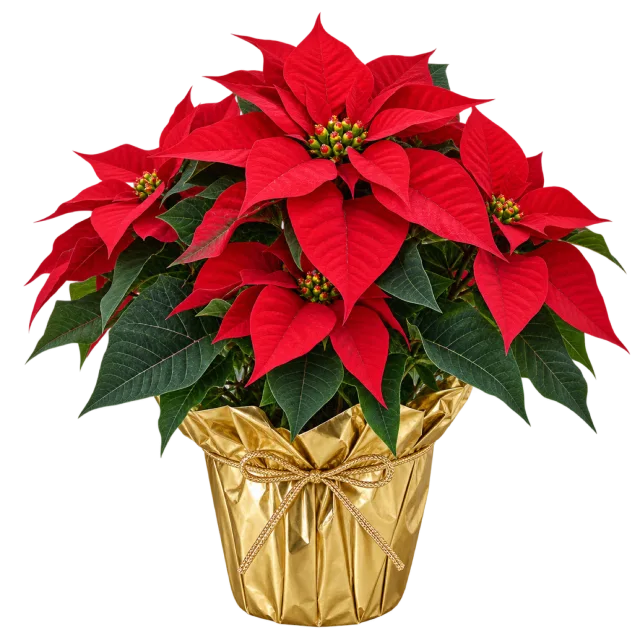 A red poinsettia plant with green leaves in a gold foil-covered pot