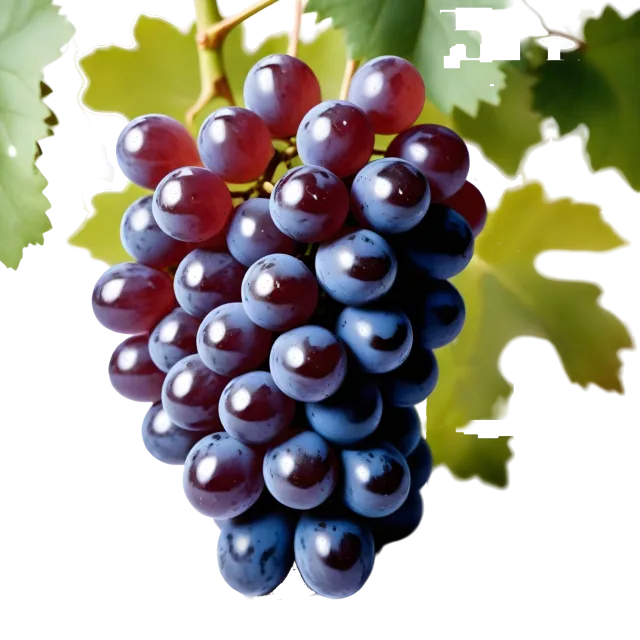 Dense bunch of dark purple grapes hanging beneath green vine leaves on a transparent background