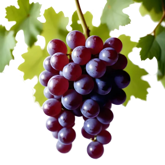 Tapered bunch of red and purple grapes beneath broad green leaves on a transparent background