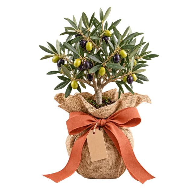 Miniature olive tree in a brown sleeve with a terracotta ribbon