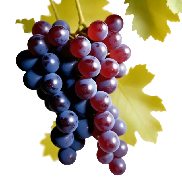 Long bunch of red and dark purple grapes suspended beneath green leaves on a transparent background