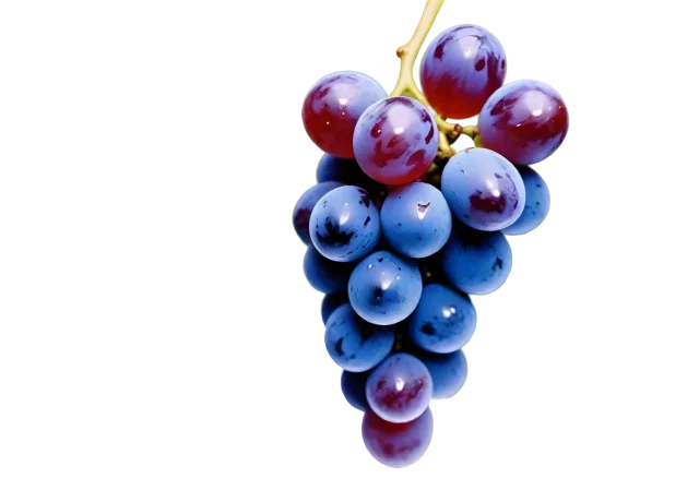 Small bunch of blue-purple grapes hanging from a short curved stem on a transparent background