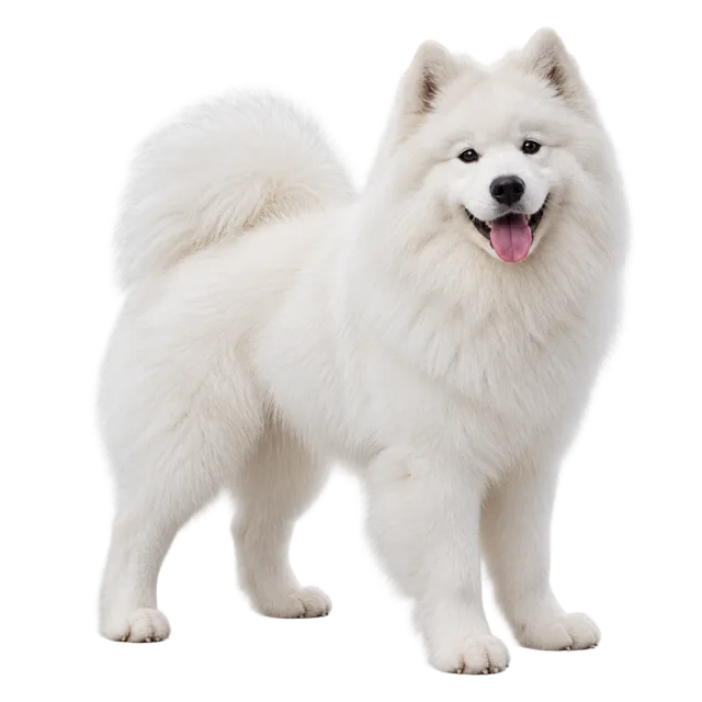 Realistic-style illustration of samoyed with fluffy white fur and a curled tail