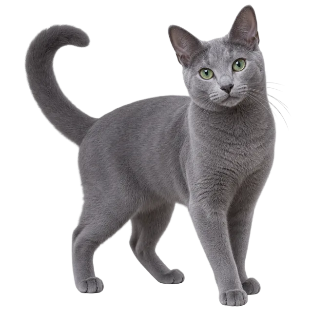 Realistic-style illustration of russian blue cat with a smooth gray coat and green eyes