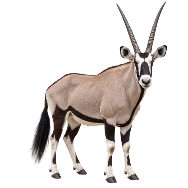 Realistic-style illustration of gemsbok with long straight horns and bold facial markings